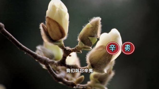 公園里種的玉蘭也是一味藥材，是真的嗎？(圖3)