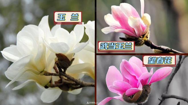 公園里種的玉蘭也是一味藥材，是真的嗎？(圖2)