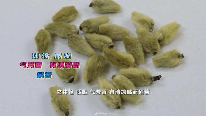 公園里種的玉蘭也是一味藥材，是真的嗎？(圖5)