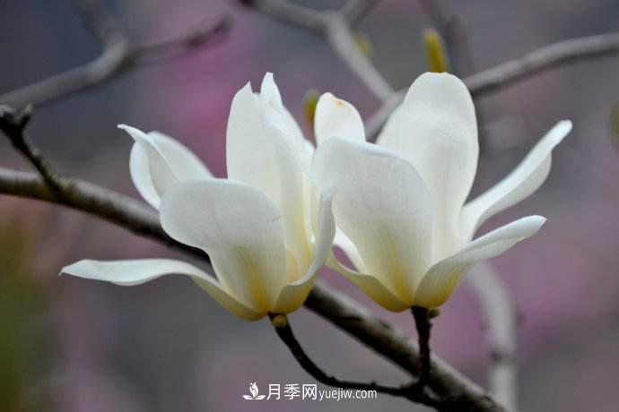 紫玉蘭、白玉蘭、二喬玉蘭、飛黃玉蘭、廣玉蘭等玉蘭怎么分辨？(圖1)