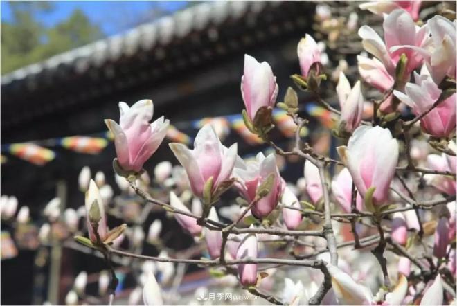 紫玉蘭、白玉蘭、二喬玉蘭、飛黃玉蘭、廣玉蘭等玉蘭怎么分辨？(圖5)