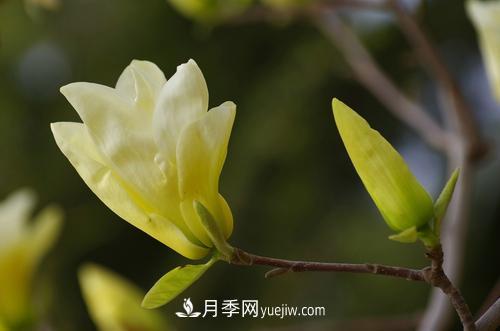 紫玉蘭、白玉蘭、二喬玉蘭、飛黃玉蘭、廣玉蘭等玉蘭怎么分辨？(圖8)