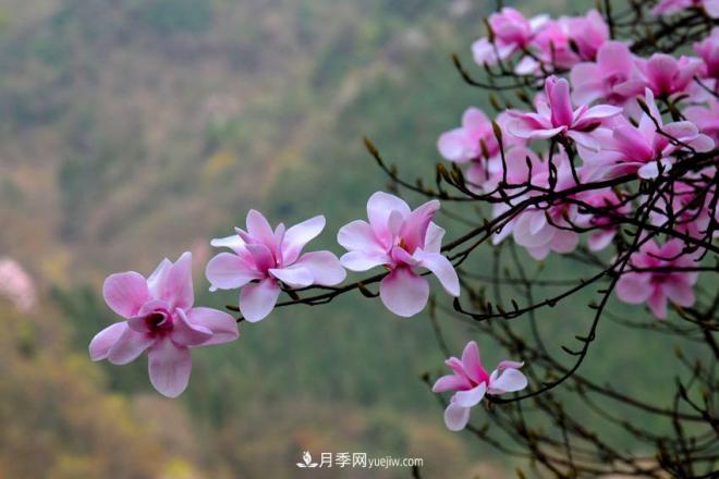紫玉蘭、白玉蘭、二喬玉蘭、飛黃玉蘭、廣玉蘭等玉蘭怎么分辨？(圖10)