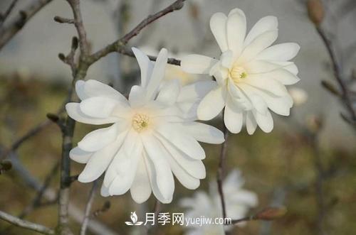 紫玉蘭、白玉蘭、二喬玉蘭、飛黃玉蘭、廣玉蘭等玉蘭怎么分辨？(圖14)