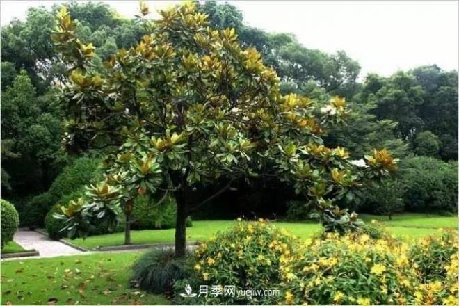 紫玉蘭、白玉蘭、二喬玉蘭、飛黃玉蘭、廣玉蘭等玉蘭怎么分辨？(圖13)