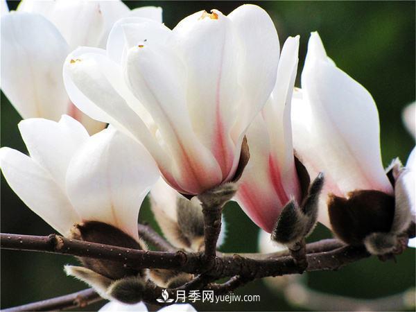 紫玉蘭、白玉蘭、二喬玉蘭、飛黃玉蘭、廣玉蘭等玉蘭怎么分辨？(圖15)