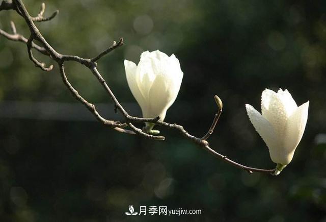 紫玉蘭、白玉蘭、二喬玉蘭、飛黃玉蘭、廣玉蘭等玉蘭怎么分辨？(圖2)