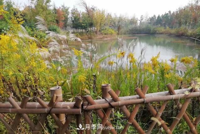 草木人間，霜降來臨，黃鶯花盛開(圖1)