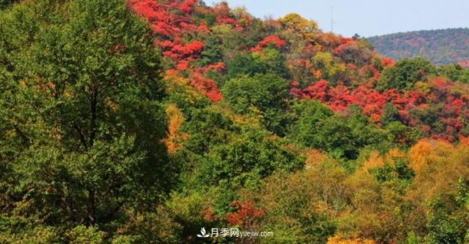 河南五個綠色“海洋”，在20度的森林中呼吸，讓你流連忘返(圖5)