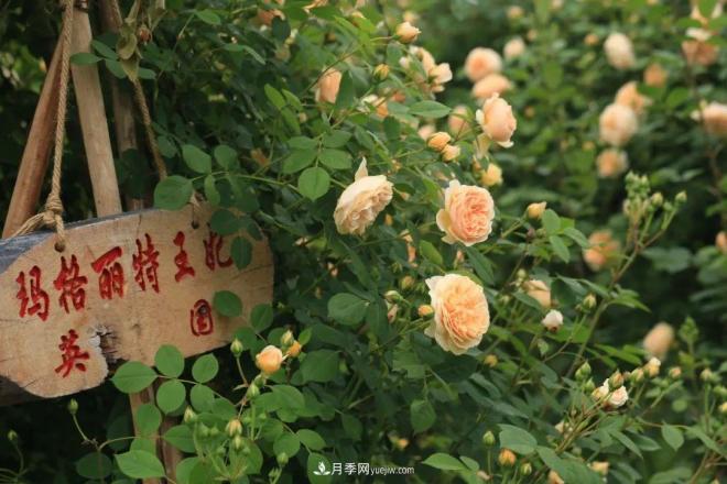 耐看的10種月季：非常養(yǎng)眼，你養(yǎng)過幾種(圖3)