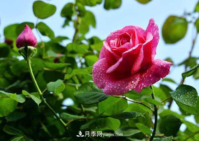 花也分三六九等么？何為一品九命？(圖1)