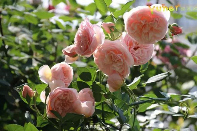 這6種月季，抗病強(qiáng)花量大還耐曬，養(yǎng)一棵就很美(圖7)