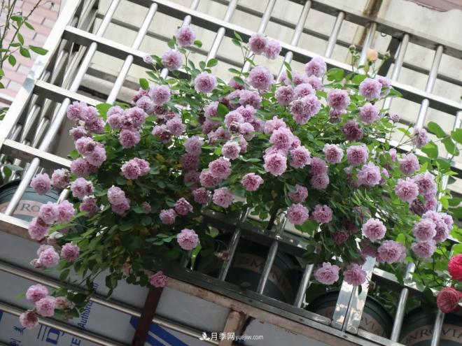 這6種月季，抗病強(qiáng)花量大還耐曬，養(yǎng)一棵就很美(圖8)