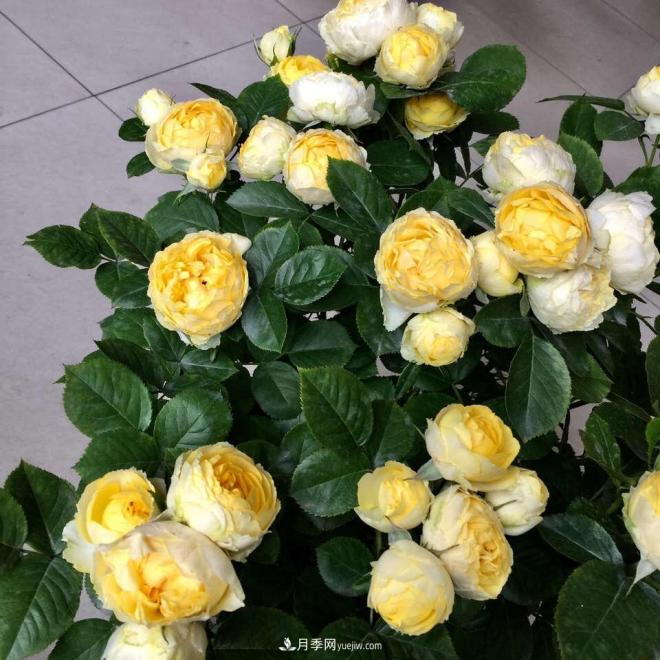 非常“勤奮”的4個(gè)月季品種，1年開花不斷，關(guān)鍵抗病性好(圖3)