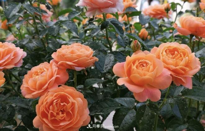 非?！扒趭^”的4個(gè)月季品種，1年開花不斷，關(guān)鍵抗病性好(圖2)
