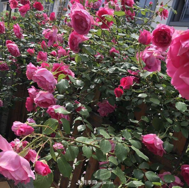 非?！扒趭^”的4個(gè)月季品種，1年開花不斷，關(guān)鍵抗病性好(圖4)