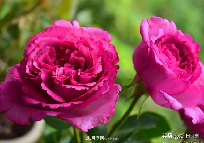 無伊芙不月季，哪種伊芙月季***值得入手？(圖3)