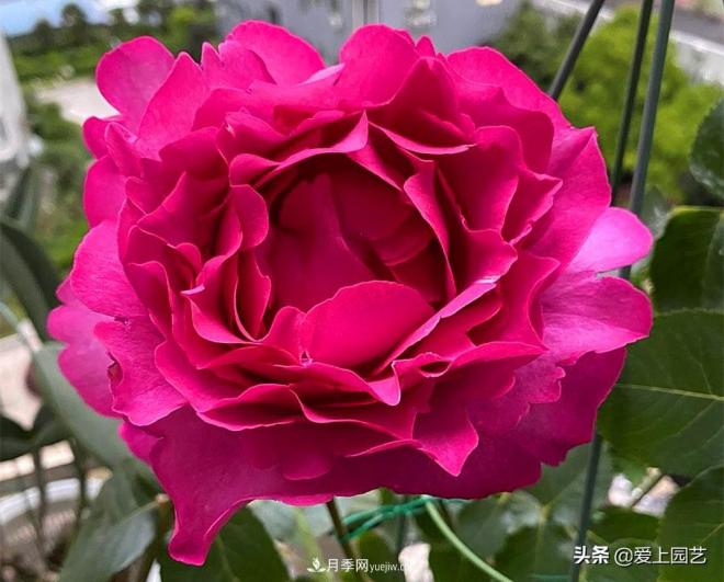 無伊芙不月季，哪種伊芙月季***值得入手？(圖1)