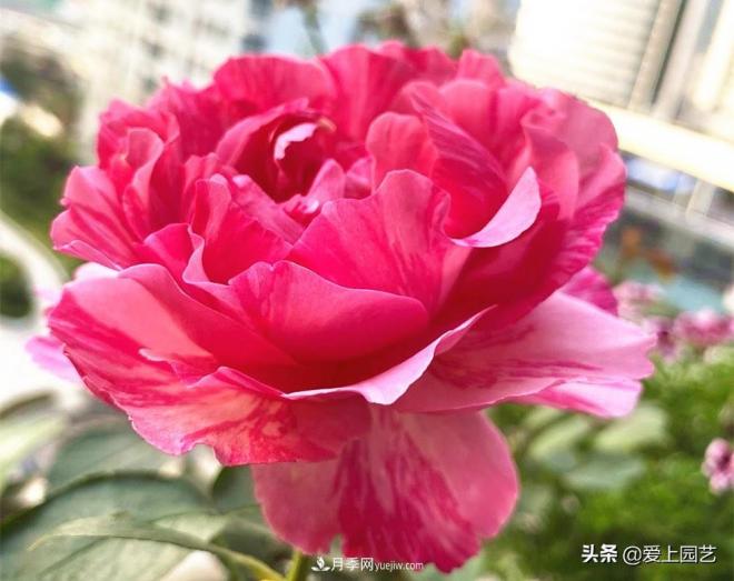 無伊芙不月季，哪種伊芙月季***值得入手？(圖4)