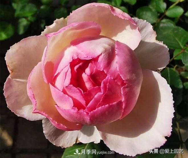 無伊芙不月季，哪種伊芙月季***值得入手？(圖5)