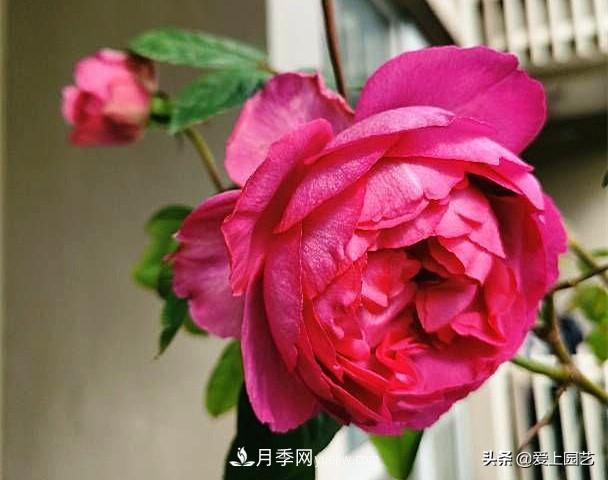 無伊芙不月季，哪種伊芙月季***值得入手？(圖8)