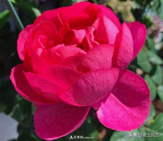 無伊芙不月季，哪種伊芙月季***值得入手？(圖7)