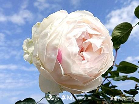 無伊芙不月季，哪種伊芙月季***值得入手？(圖10)