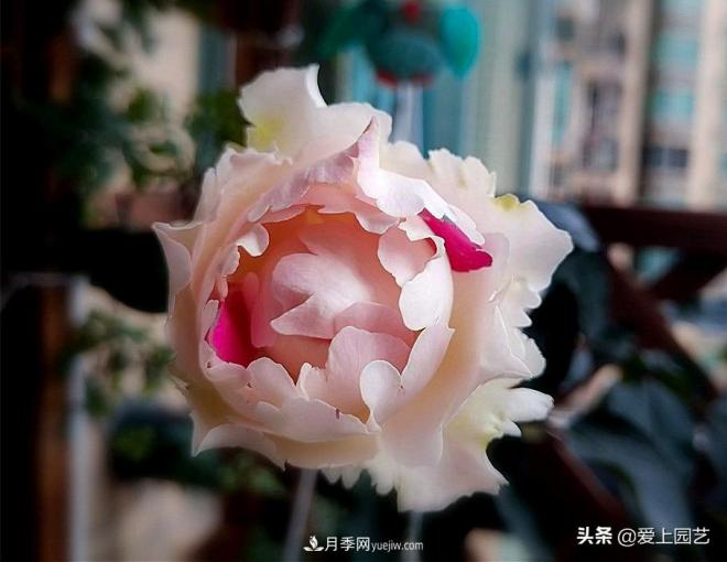 無伊芙不月季，哪種伊芙月季***值得入手？(圖9)