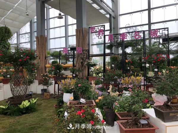 第十屆中國(guó)月季展覽會(huì)南陽市榮獲獎(jiǎng)項(xiàng)40余項(xiàng)(圖2)