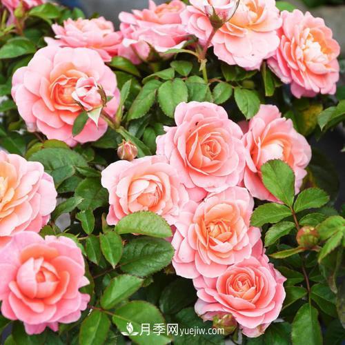 盆栽月季，我選3種，花朵超仙，一開花就驚艷了時光！(圖1)