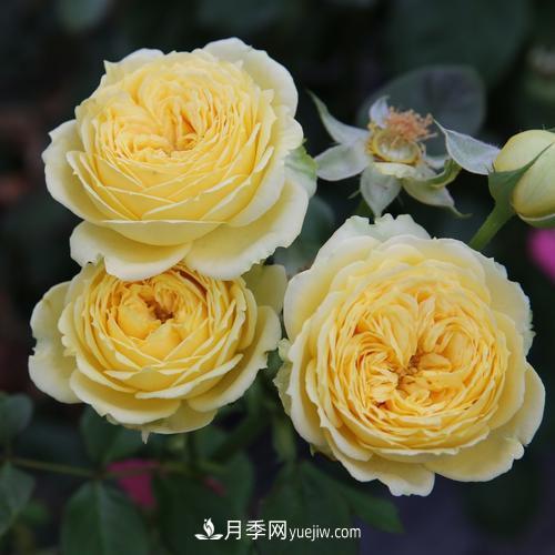 盆栽月季，我選3種，花朵超仙，一開花就驚艷了時光！(圖3)