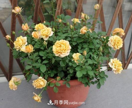 月季澆水越多死得越快？4個方法月季越澆越旺(圖1)