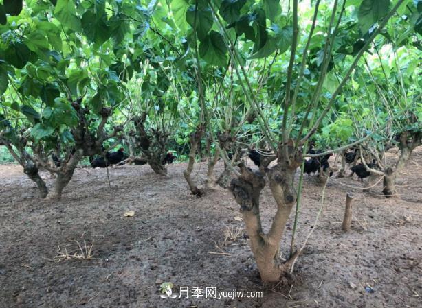 七彩月季、林下養(yǎng)雞……陜西石泉薩索農(nóng)場(chǎng)念活了“生態(tài)經(jīng)”(圖1)