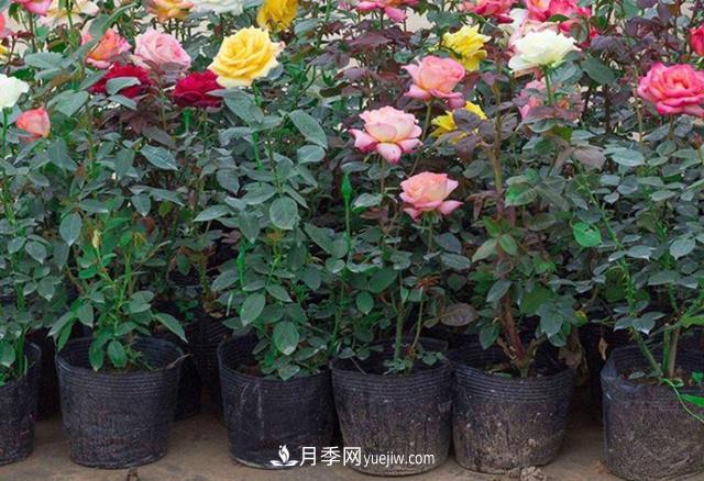 月季花的灑水的注意事項有哪些？(圖1)