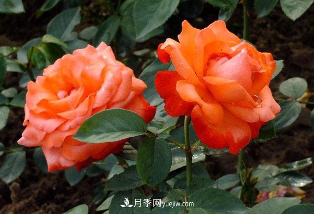 月季花的施肥方法是什么？(圖1)