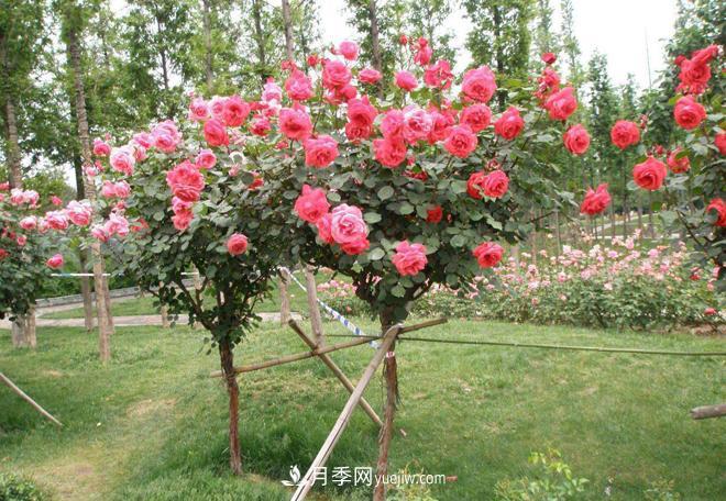河北樹狀月季批發(fā)基地，品種月季產地直供價格表(圖4)