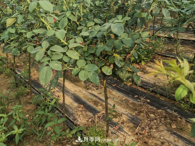 河北樹狀月季批發(fā)基地，品種月季產地直供價格表(圖3)