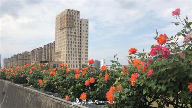 杭州高架月季 迎來(lái)今年***后的盛花期(圖1)