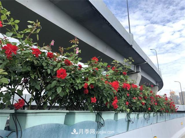 杭州高架月季 迎來(lái)今年***后的盛花期(圖3)