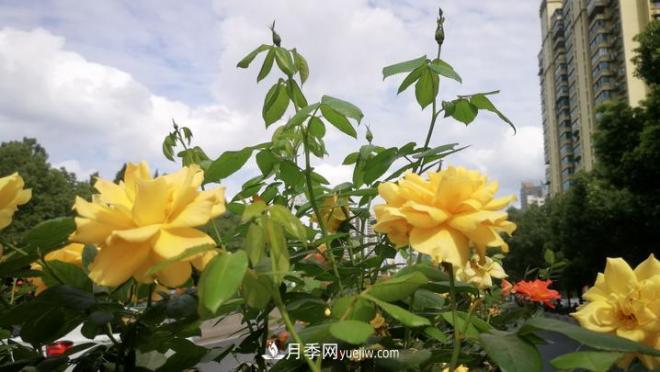 一路花開一路美景 杭州高架月季正當(dāng)時(圖2)
