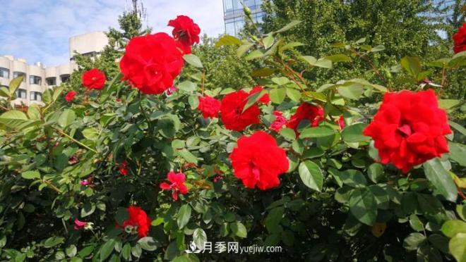 一路花開一路美景 杭州高架月季正當(dāng)時(圖3)