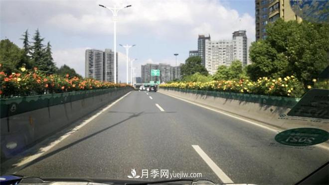 一路花開一路美景 杭州高架月季正當(dāng)時(圖1)