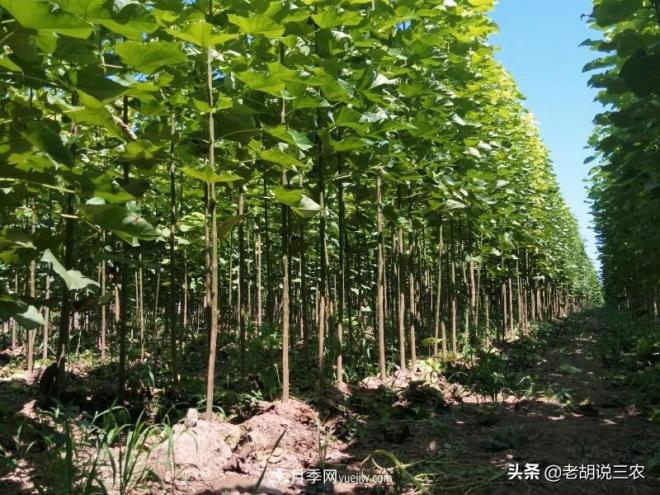 楸樹價格看漲，市價已經(jīng)達(dá)到3800元/立方，楸木為啥這么貴？(圖1)