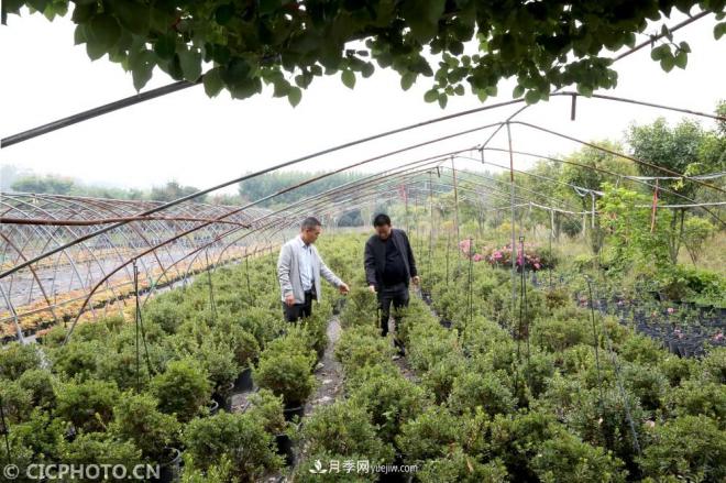 河南平頂山:花卉苗木種植助農(nóng)增收(圖1) 河南平頂山:花卉苗木種植助農(nóng)增收(圖1)