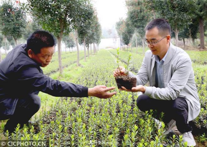 河南平頂山:花卉苗木種植助農(nóng)增收(圖3) 河南平頂山:花卉苗木種植助農(nóng)增收(圖3)