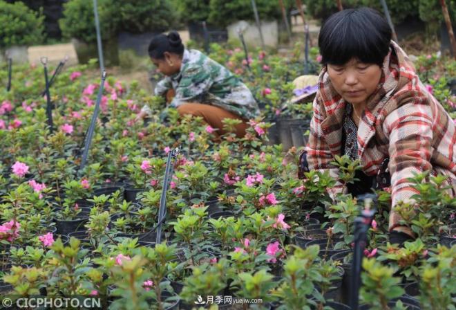 河南平頂山:花卉苗木種植助農(nóng)增收(圖4) 河南平頂山:花卉苗木種植助農(nóng)增收(圖4)