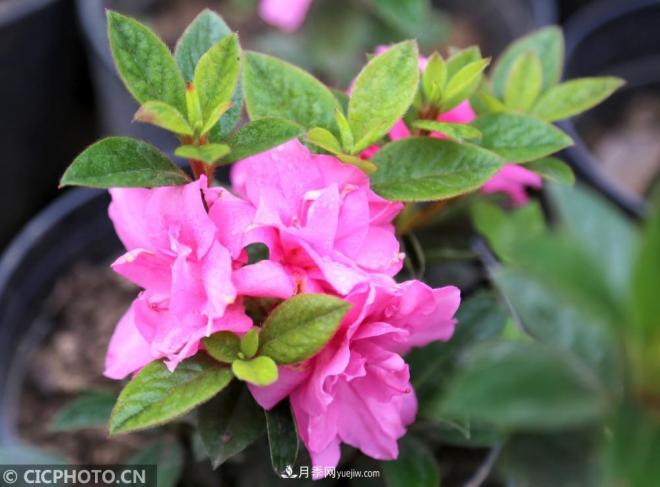 河南平頂山:花卉苗木種植助農(nóng)增收(圖5) 河南平頂山:花卉苗木種植助農(nóng)增收(圖5)