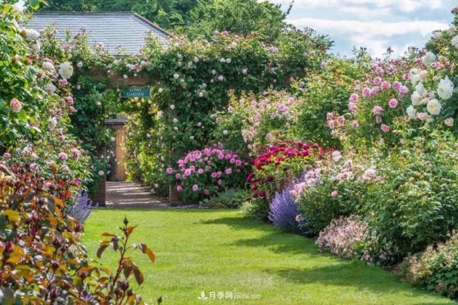 玫瑰月季薔薇，傻傻地分不清——從《花鏡》到歐月流行(圖1)