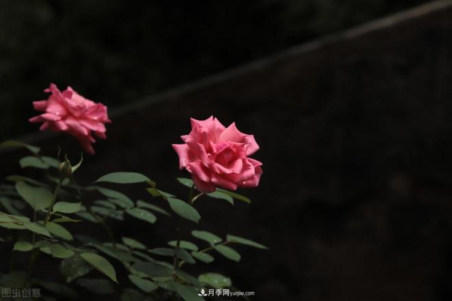 月季花攝影——月月都是開(kāi)花季(圖3)