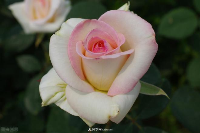 月季花攝影——月月都是開(kāi)花季(圖1)